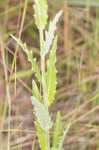 Le Conte's thistle